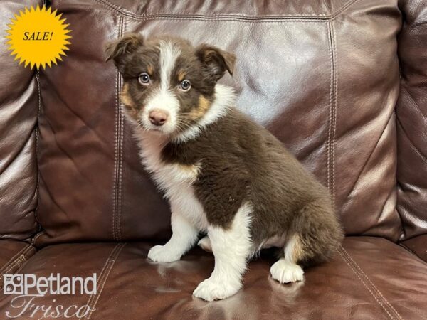 Australian Shepherd-DOG-Male-Red Tri-26917-Petland Frisco & Mckinney, Texas