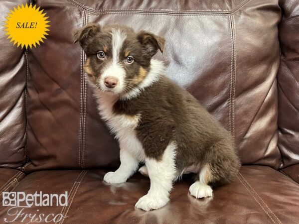 Australian Shepherd DOG Male Red Tri 26917 Petland Frisco, Texas