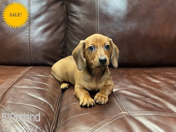 Miniature Dachshund-DOG-Female--26982-Petland Frisco, Texas