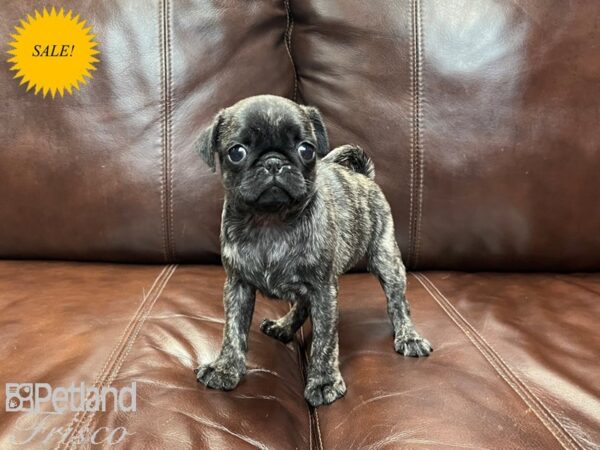 Pug-DOG-Female-brindle-27022-Petland Frisco, Texas