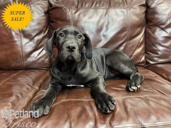 Great Dane DOG Male Black 27039 Petland Frisco, Texas