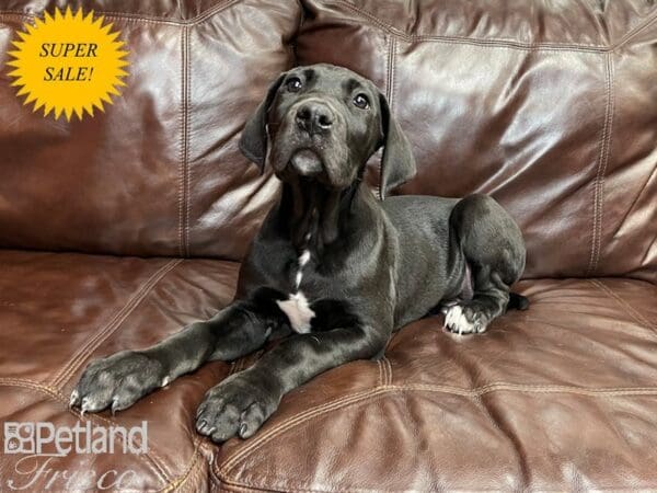 Great Dane-DOG-Male-Black-27040-Petland Frisco, Texas