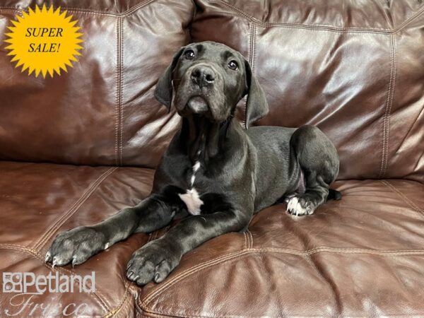 Great Dane DOG Male Black 27040 Petland Frisco, Texas