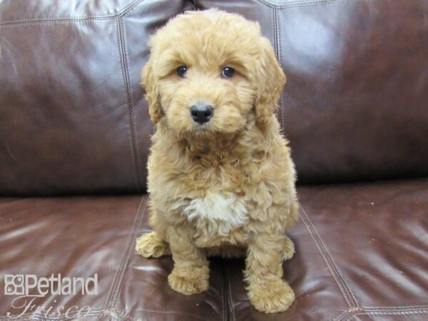 F1 Mini Goldendoodle DOG Female Red 27125 Petland Frisco, Texas