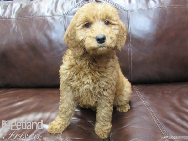 F1 Mini Goldendoodle DOG Female Red 27127 Petland Frisco, Texas