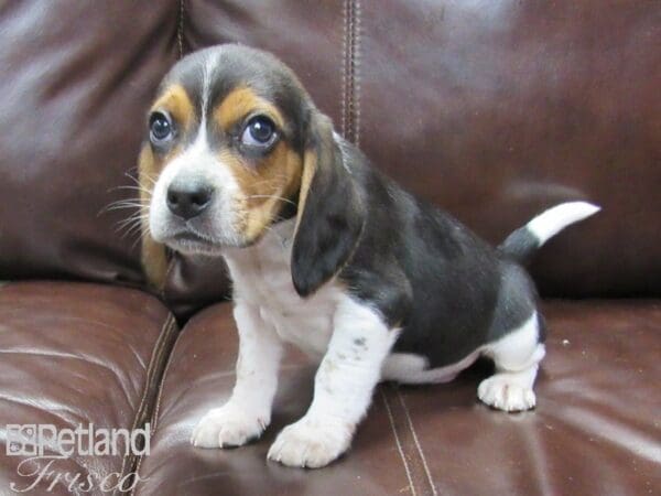 Beagle DOG Male Tri 27129 Petland Frisco, Texas