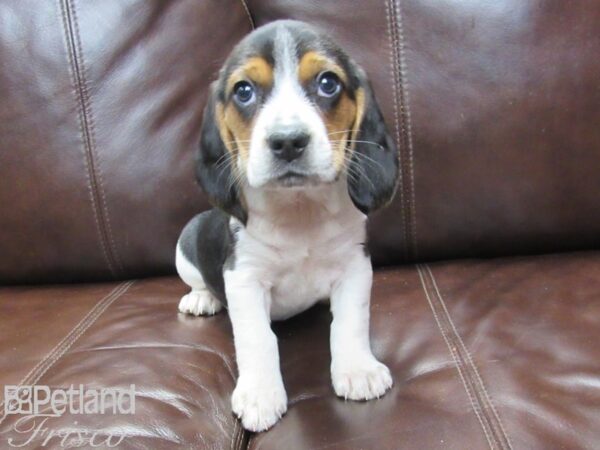 Beagle DOG Female Tri 27130 Petland Frisco, Texas