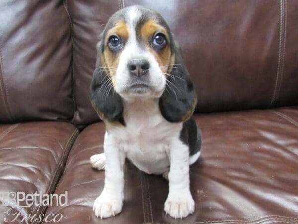 Beagle-DOG-Female-Tri-27131-Petland Frisco, Texas