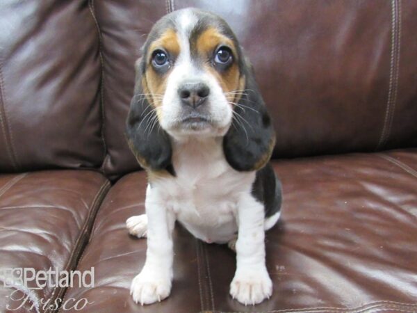 Beagle-DOG-Female-Tri-27131-Petland Frisco & Mckinney, Texas