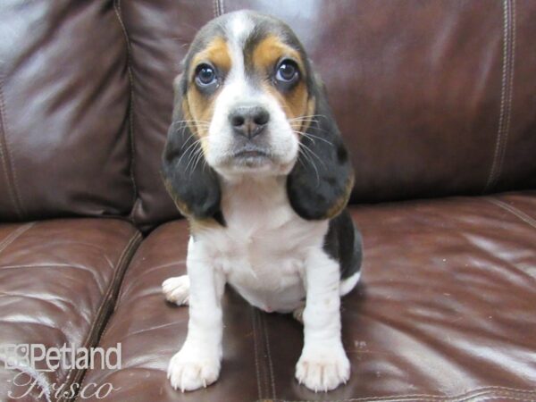 Beagle DOG Female Tri 27131 Petland Frisco, Texas