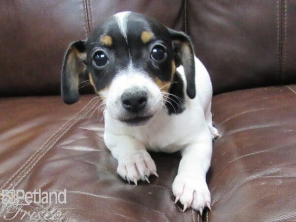 Jack Russell Terrier-DOG-Female-Tri-27136-Petland Frisco, Texas