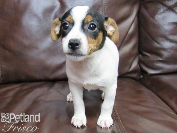 Jack Russell Terrier-DOG-Female-Tri-27138-Petland Frisco, Texas