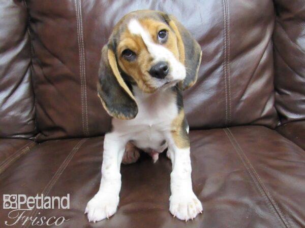 Beagle DOG Male Black, Tan and White 27139 Petland Frisco, Texas