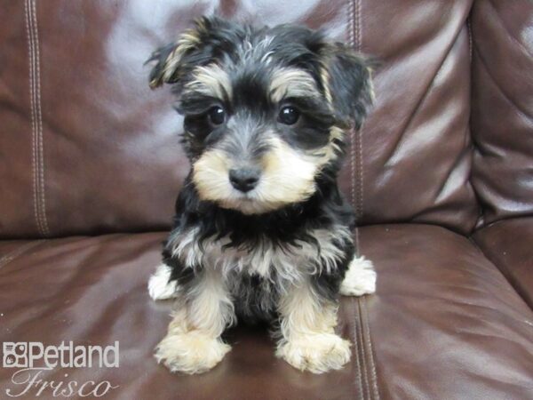 Maltese/Silky Terrier DOG Female Black and Tan 27142 Petland Frisco, Texas