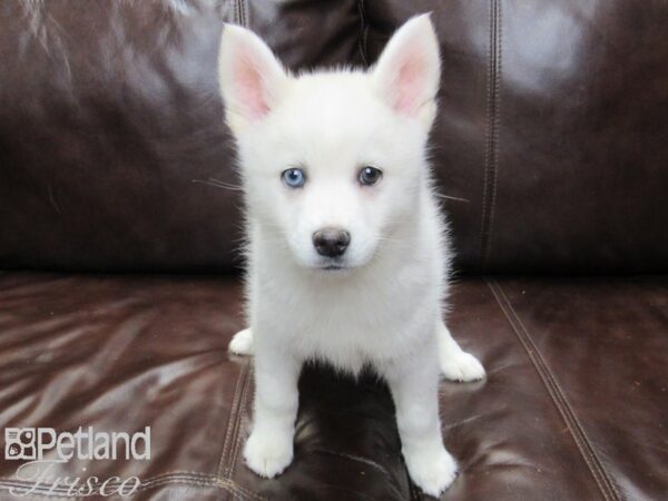 Pomsky DOG Male Cream 27143 Petland Frisco, Texas