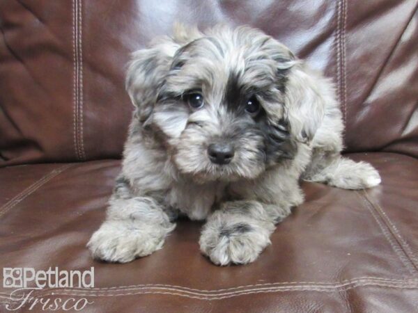 Miniature Aussiedoodle DOG Male Chocolate Merle 27145 Petland Frisco, Texas