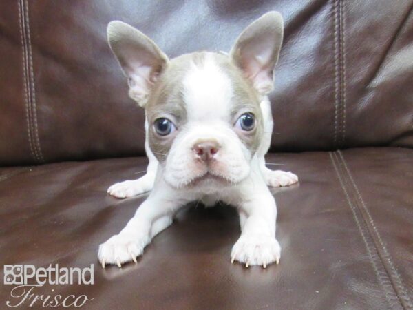 Boston Terrier DOG Male Champagne and White 27148 Petland Frisco, Texas