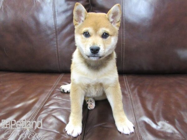 Shiba Inu-DOG-Male-Red-27149-Petland Frisco & Mckinney, Texas
