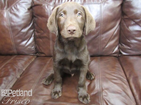 Labrador Retriever-DOG-Male-Chocolate-27150-Petland Frisco, Texas