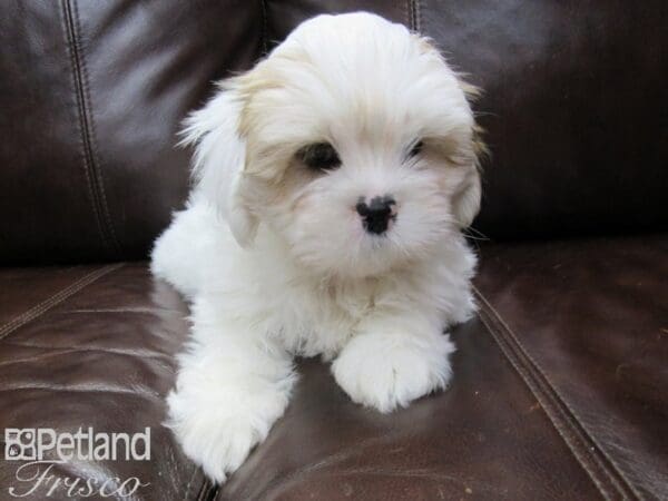 Lhasa Apso DOG Male Red Gold 27151 Petland Frisco, Texas