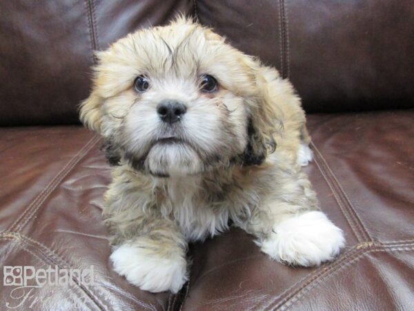 Lhasa Apso DOG Male Golden 27152 Petland Frisco, Texas