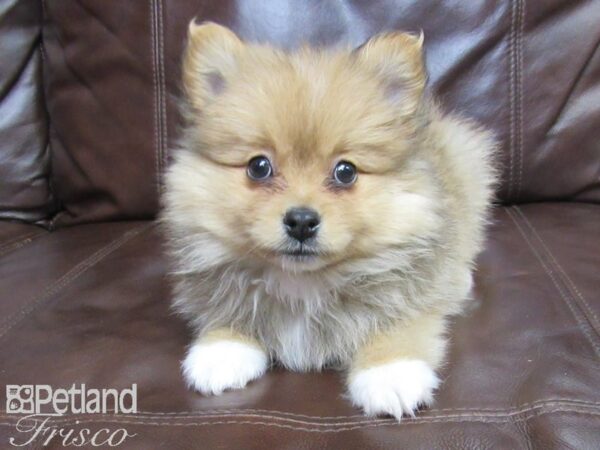 Pomeranian-DOG-Female-Orange Sable-27154-Petland Frisco & Mckinney, Texas