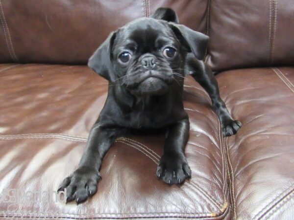 Pug-DOG-Female-Black-27157-Petland Frisco, Texas