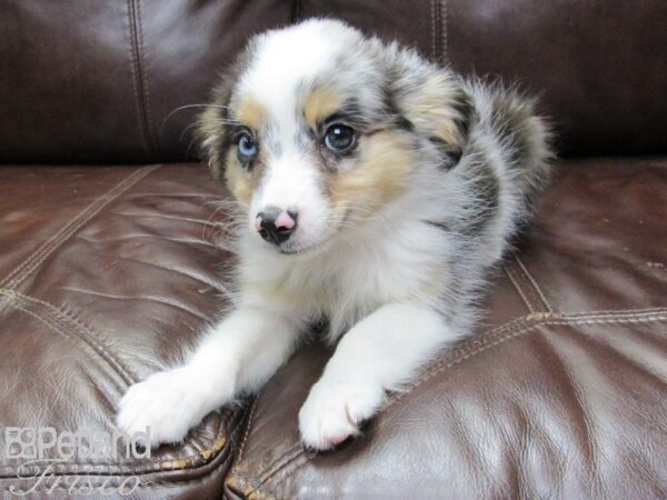 Miniature Australian Shepherd-DOG-Female-Blue Merle White and Tan-27159-Petland Frisco & Mckinney, Texas