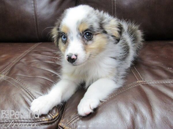 Miniature Australian Shepherd-DOG-Female-Blue Merle White and Tan-27159-Petland Frisco, Texas