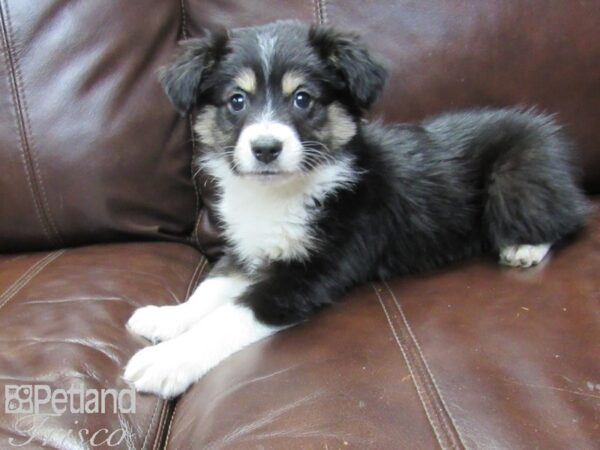 Miniature Australian Shepherd-DOG-Male-Black White and Brown-27160-Petland Frisco & Mckinney, Texas