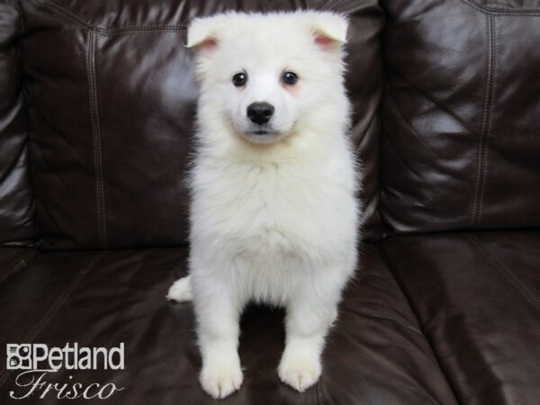 American Eskimo DOG Male White 27162 Petland Frisco, Texas