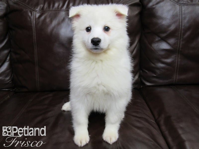 American Eskimo-DOG-Male-White-2956312-Petland Frisco, Texas
