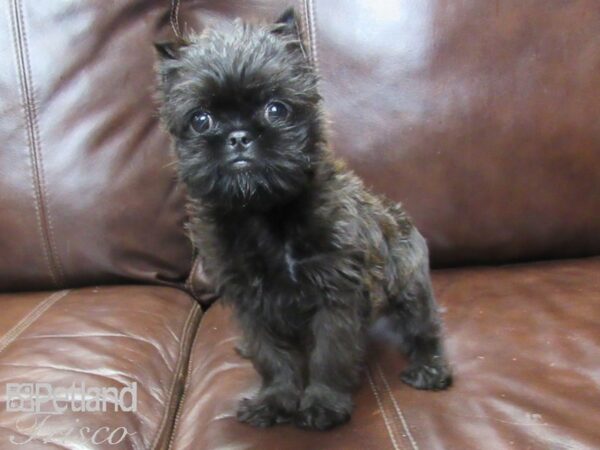 Brussels Griffon DOG Male Black and Tan 27163 Petland Frisco, Texas