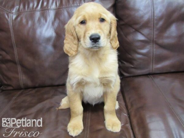Golden Retriever-DOG-Female-Golden-27164-Petland Frisco & Mckinney, Texas