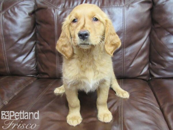 Golden Retriever-DOG-Female-Golden-27165-Petland Frisco & Mckinney, Texas
