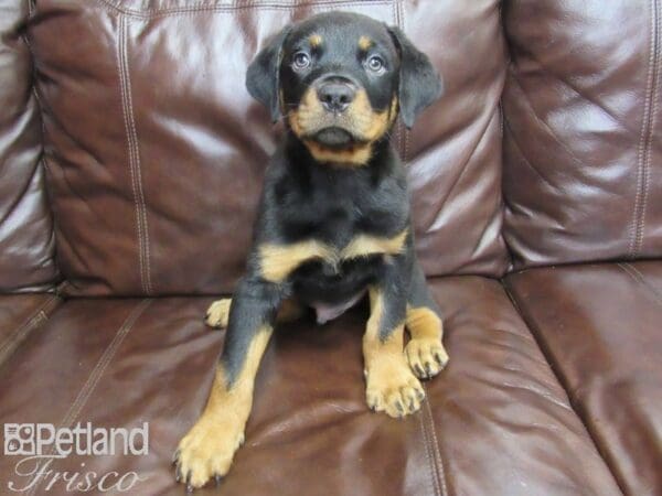 Rottweiler-DOG-Male-Black & Tan-27167-Petland Frisco, Texas