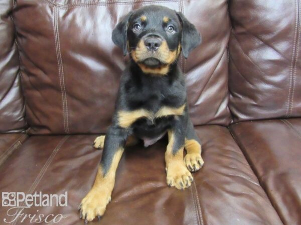 Rottweiler-DOG-Male-Black & Tan-27167-Petland Frisco & Mckinney, Texas