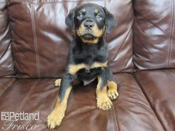 Rottweiler DOG Male Black & Tan 27167 Petland Frisco, Texas