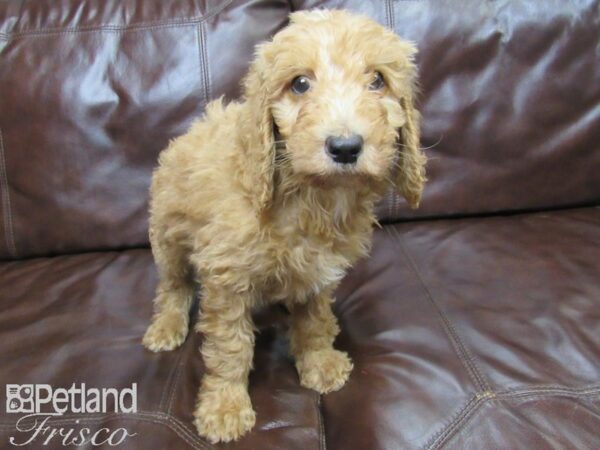 Standard Goldendoodle DOG Male Red 27168 Petland Frisco, Texas