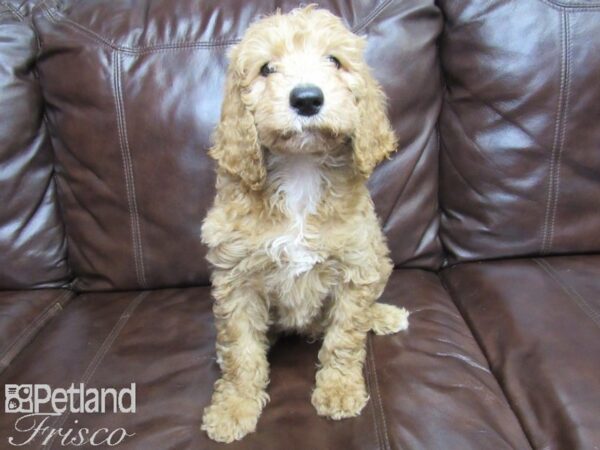 Standard Goldendoodle DOG Male Red 27169 Petland Frisco, Texas