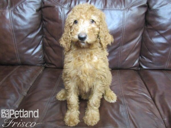 Standard Goldendoodle-DOG-Female-Red-27170-Petland Frisco, Texas