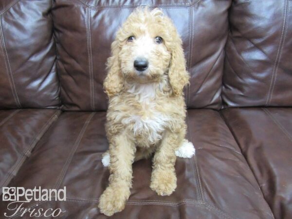 Standard Goldendoodle DOG Female Red 27171 Petland Frisco, Texas