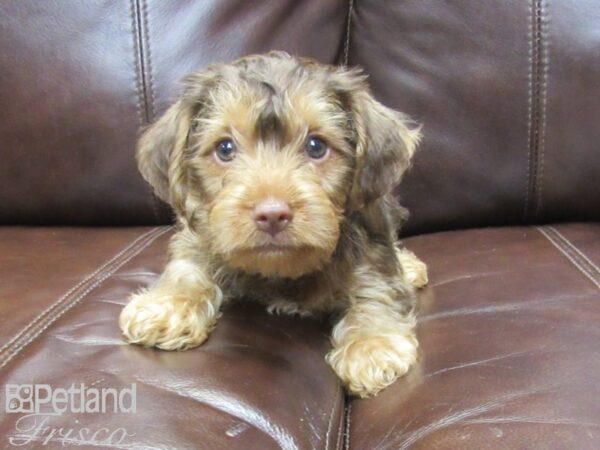 Yorkshire Terrier-DOG-Male-CHOC TAN-27172-Petland Frisco & Mckinney, Texas