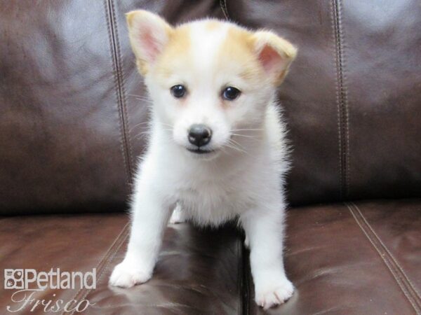 Pomsky DOG Female RED WH 27173 Petland Frisco, Texas