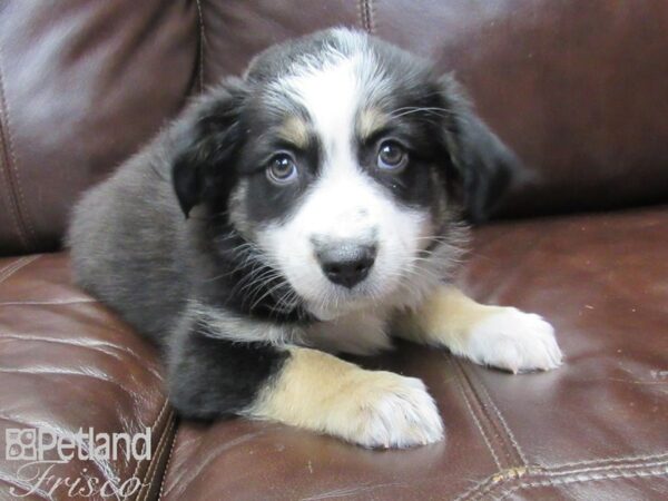 Miniature Australian Shepherd-DOG-Male-BLK TRI-27174-Petland Frisco & Mckinney, Texas