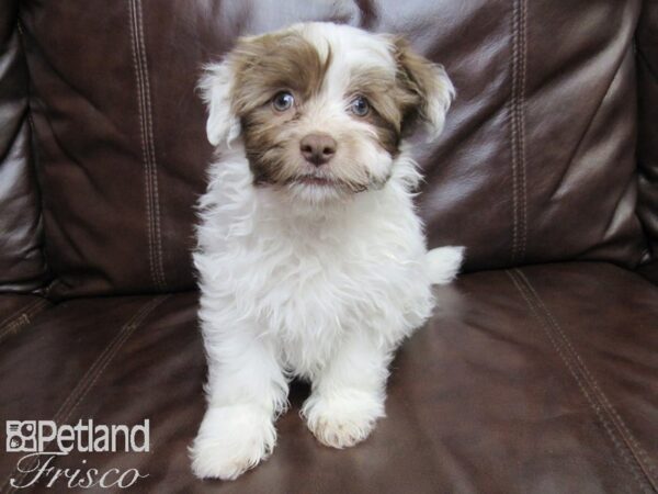 Havanese-DOG-Male-CHOC WHITE-27176-Petland Frisco & Mckinney, Texas