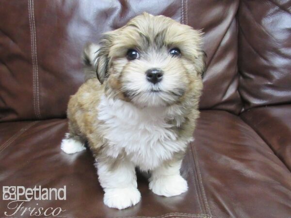 Havanese-DOG-Female-CHOC WHITE-27177-Petland Frisco, Texas