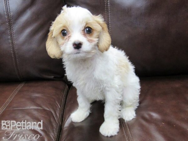 Cava Poo DOG Female RED WHITE 27178 Petland Frisco, Texas