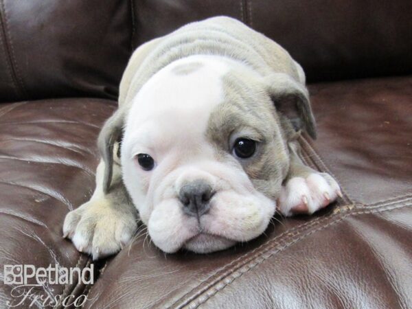 Old English Bulldog DOG Female BLUE BRINDLE 27179 Petland Frisco, Texas