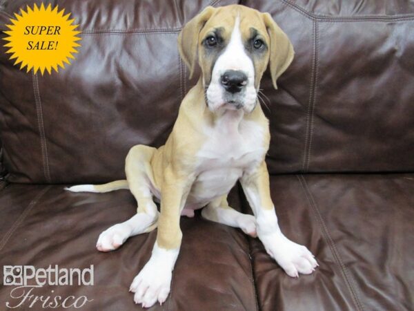 Fawn great dane sales puppies for sale